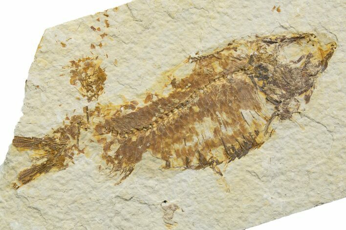 Bargain, Fossil Fish (Knightia) - Wyoming #340786
